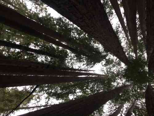 Redwoods Skyward.jpg