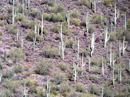Saguaro Forest Zoom.jpg