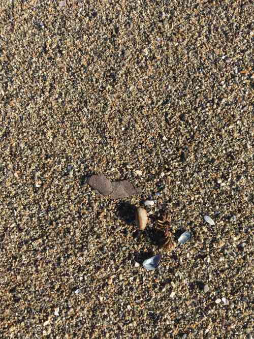 Sand and rocs and shells_0.jpg