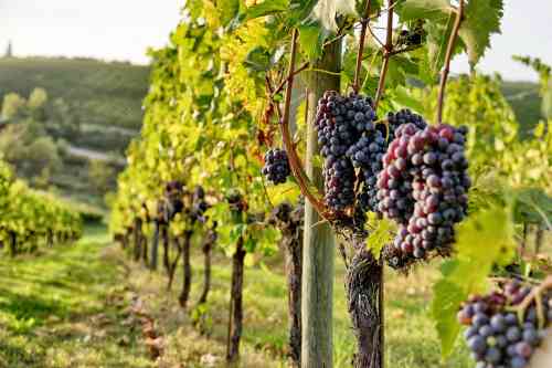 Sangiovese_Grapes_GettyImages_1920x1280_0.jpg