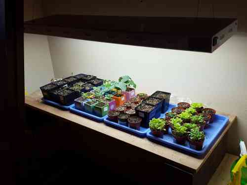 Seedlings in closet.jpg