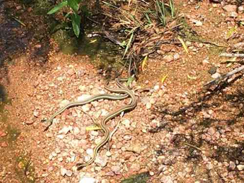 T yellow striped snake.jpg