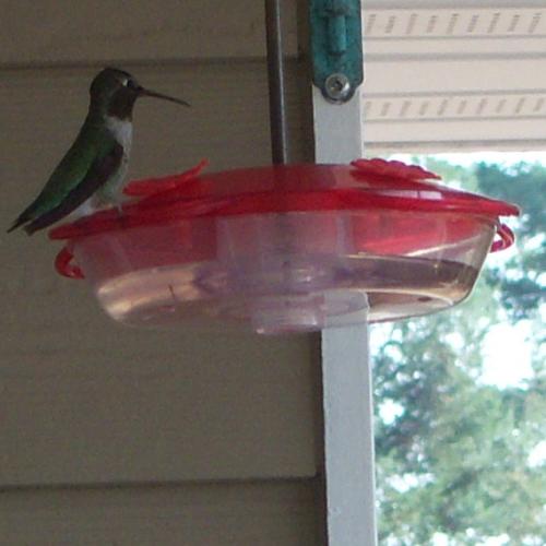 annashummingbird.jpg