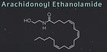 arachidonoyl_ethanolamide_anandamide_bliss_delight.png
