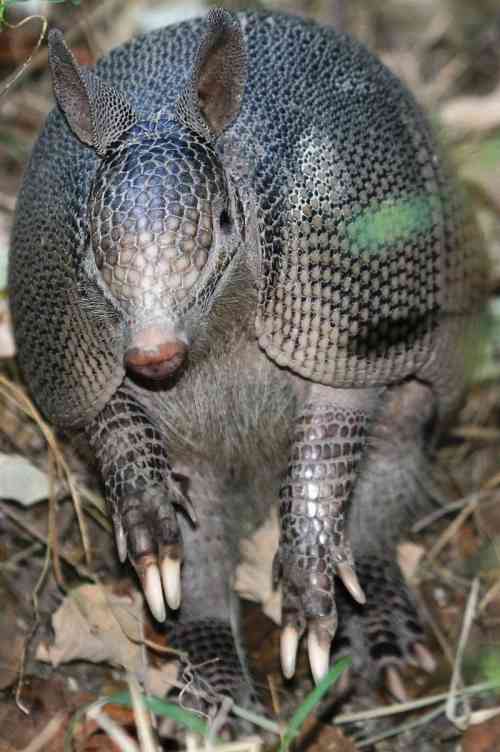 armadillo.jpg