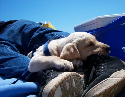 beachpuppy.jpg