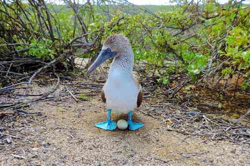 blue-footed-booby-galapagos-3.jpg