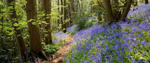 bluebell_path_at_knapp_credit_paul_lane_compressed.jpg