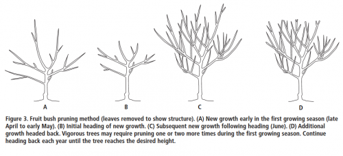 bush style.png