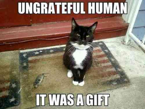 cat gift.jpg