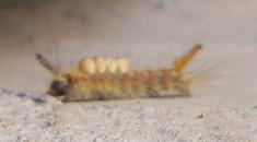 caterpillar_moth.jpg