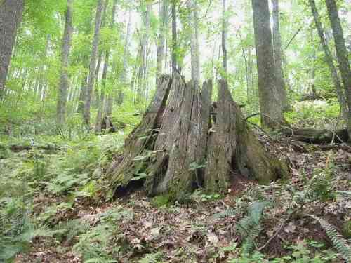 chestnut stump.jpg