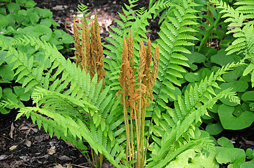 cinnamon_fern.jpg