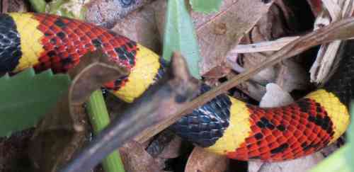 coralsnake1012a2.jpg