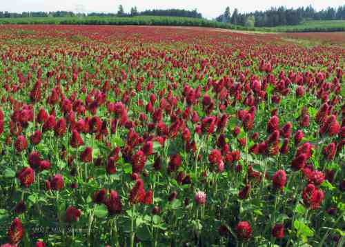 crimson clover_0.jpg