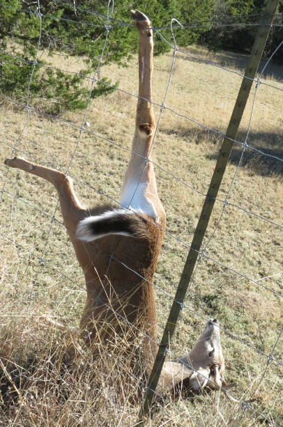 deer-in-fence-sm.jpg