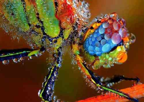 dragonfly in morning dew.jpg