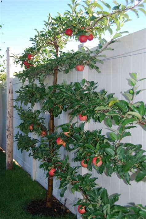 espalier.jpg