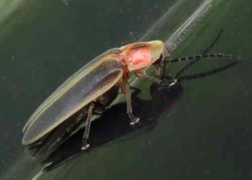 firefly060419a.jpg