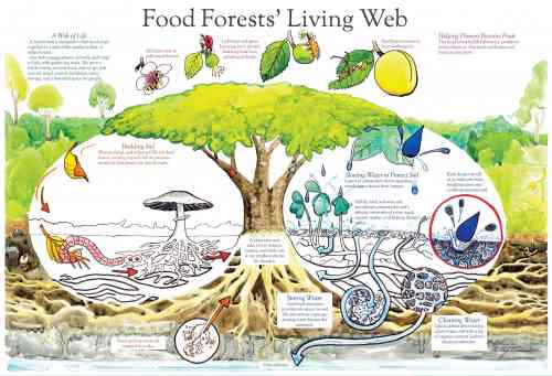 food forest web.jpg