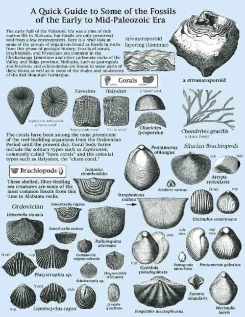 fossils.jpg