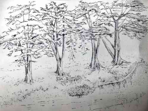 four trees dec 2018.jpg