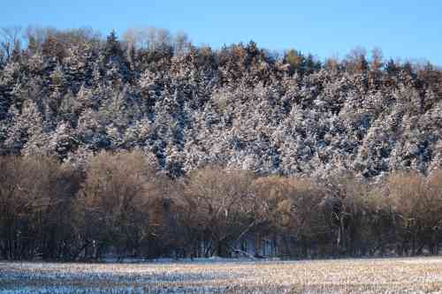frosted trees.jpg
