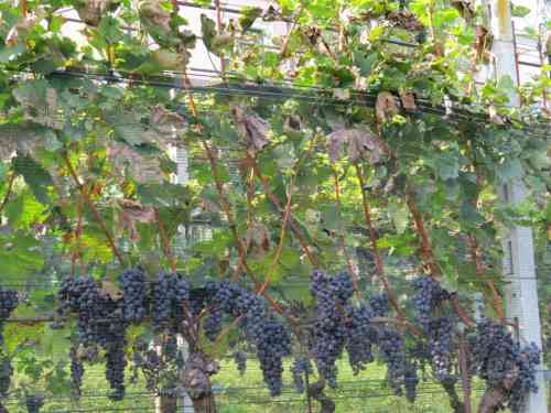 grape harvest.jpg