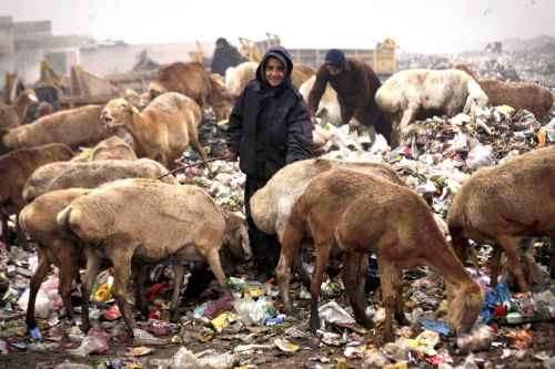 grazing on garbage.jpg