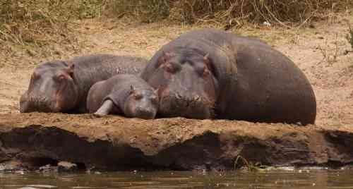 hippo family.jpg