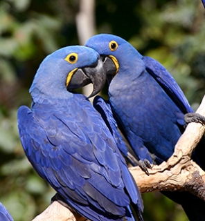 hyacinth_macaws__large.jpg