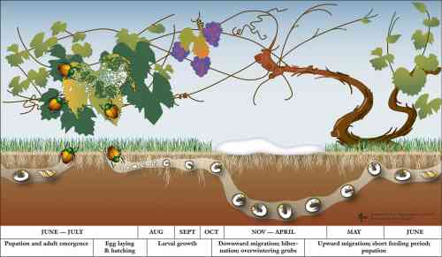 interdependent cycle.jpg