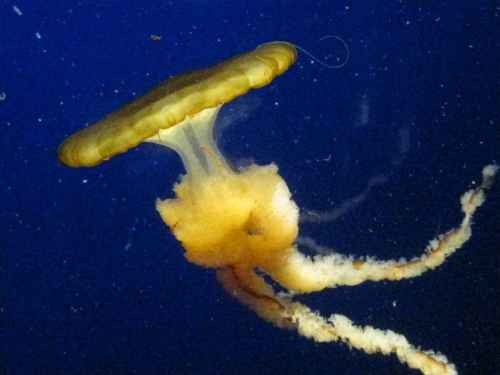 jellyfish big yellow 1.jpg