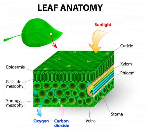 leaf structure.jpg