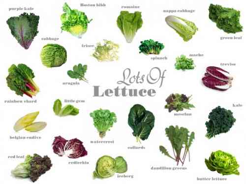 lots of lettuce.jpg