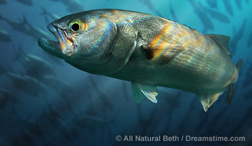 marine-bluefish-1.jpg