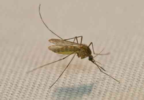 mosquito1.jpg