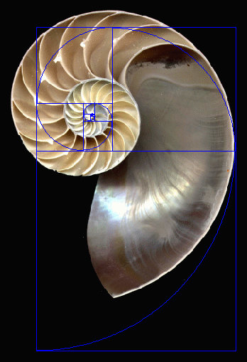 nautilus-spiral-vs-golden-spiral.gif