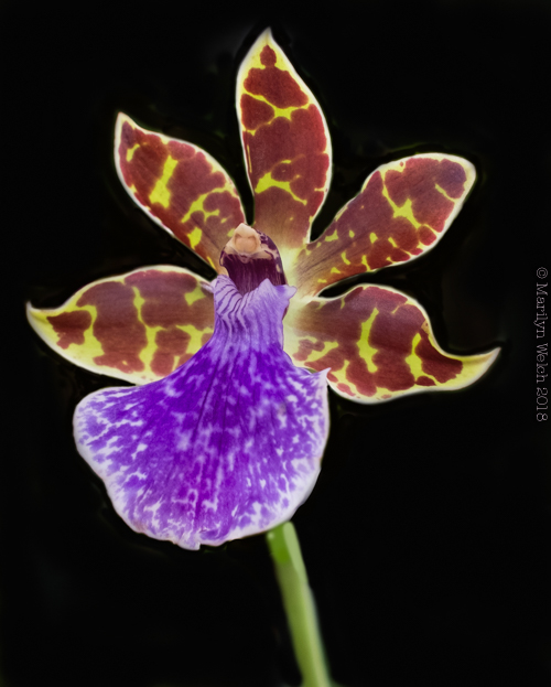 orchid-2.jpg