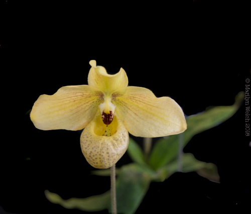 orchid-3.jpg