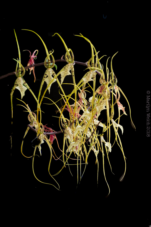 orchid-4.jpg