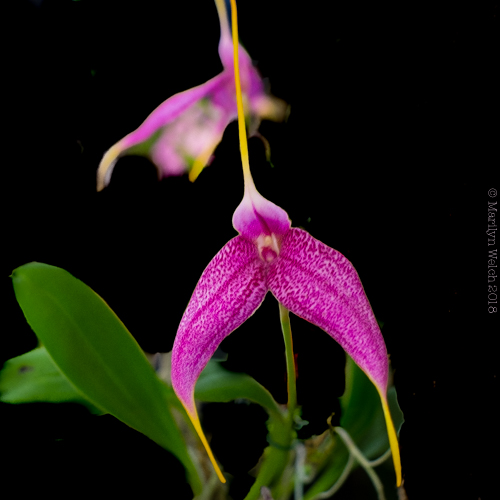 orchid-5.jpg