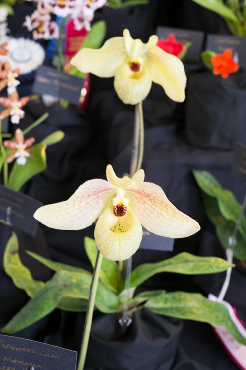 orchid124a.jpg