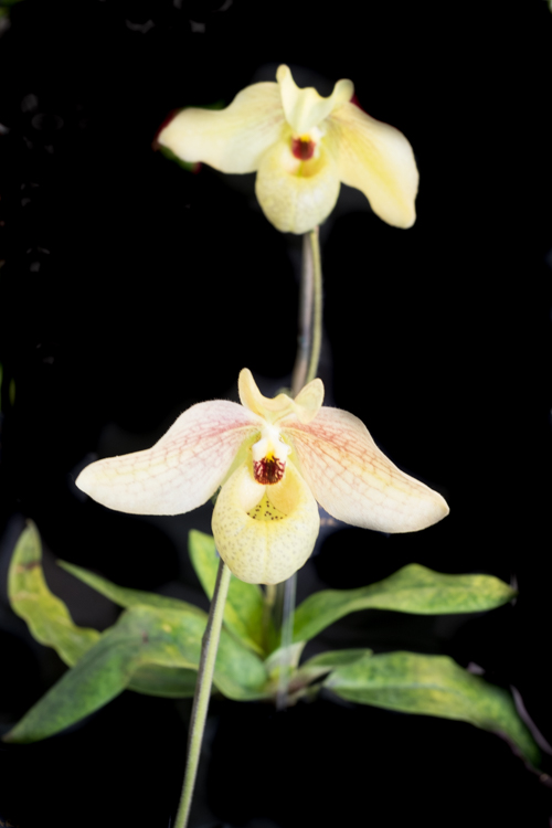 orchid124b.jpg