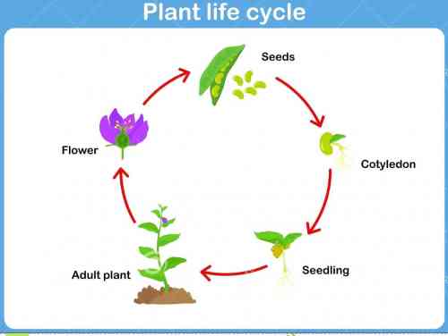 plant cycle.jpg