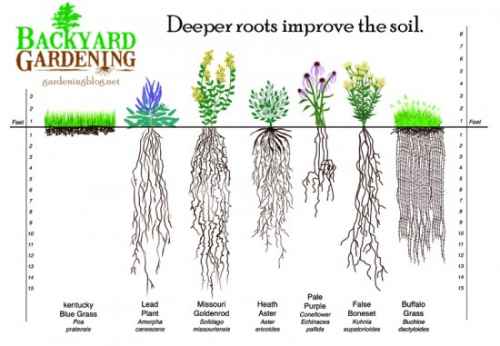 roots improve soil.jpg