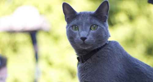 russian blue cat.jpg