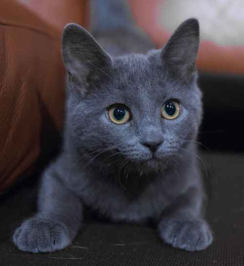 russianblue1.jpg