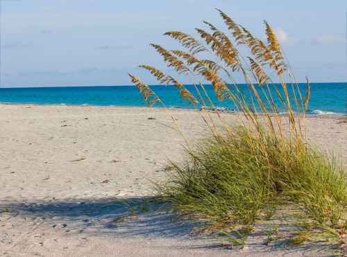 sea oats.jpg