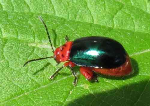 shing-flea-beetle050519a.jpg